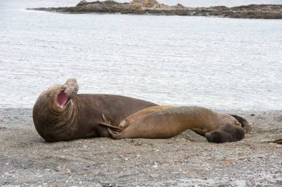 Uma 'família' elefante-marinho na praia de Salisbury Plain, na Geórgia do Sul (foto de Vladimir Seliverstov)